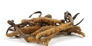 Cordyceps